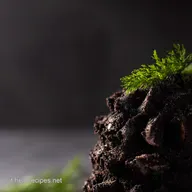 Torta Foresta Nera da Urlo: La Ricetta che Ti Salva la Festa!